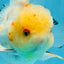 A Grade Cloudy White Oranda Male 5-5.5 inches #071125OR_12