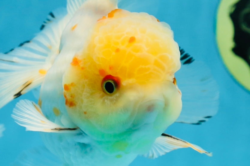 A Grade Cloudy White Oranda Male 5-5.5 inches #071125OR_12