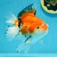 A Grade Tricolor Oranda Female 5.5 inches #112924OR_13