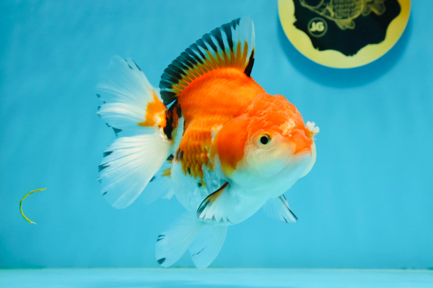 A Grade Tricolor Oranda Female 5.5 inches #112924OR_13