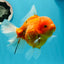 AAA Grade Young Godzilla Oranda Female 5-5.5 inches #0510OR_17