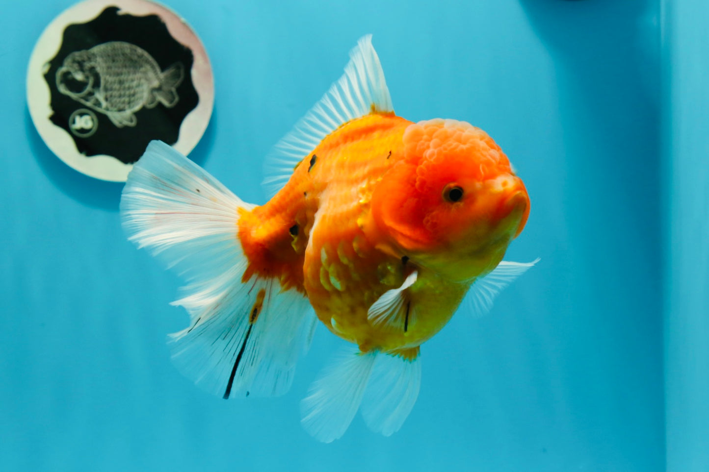 AAA Grade Young Godzilla Oranda Female 5-5.5 inches #0510OR_17