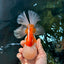 SUPER CUTE AAA Grade Red White Oranda Male 6 inches #082225OR_08