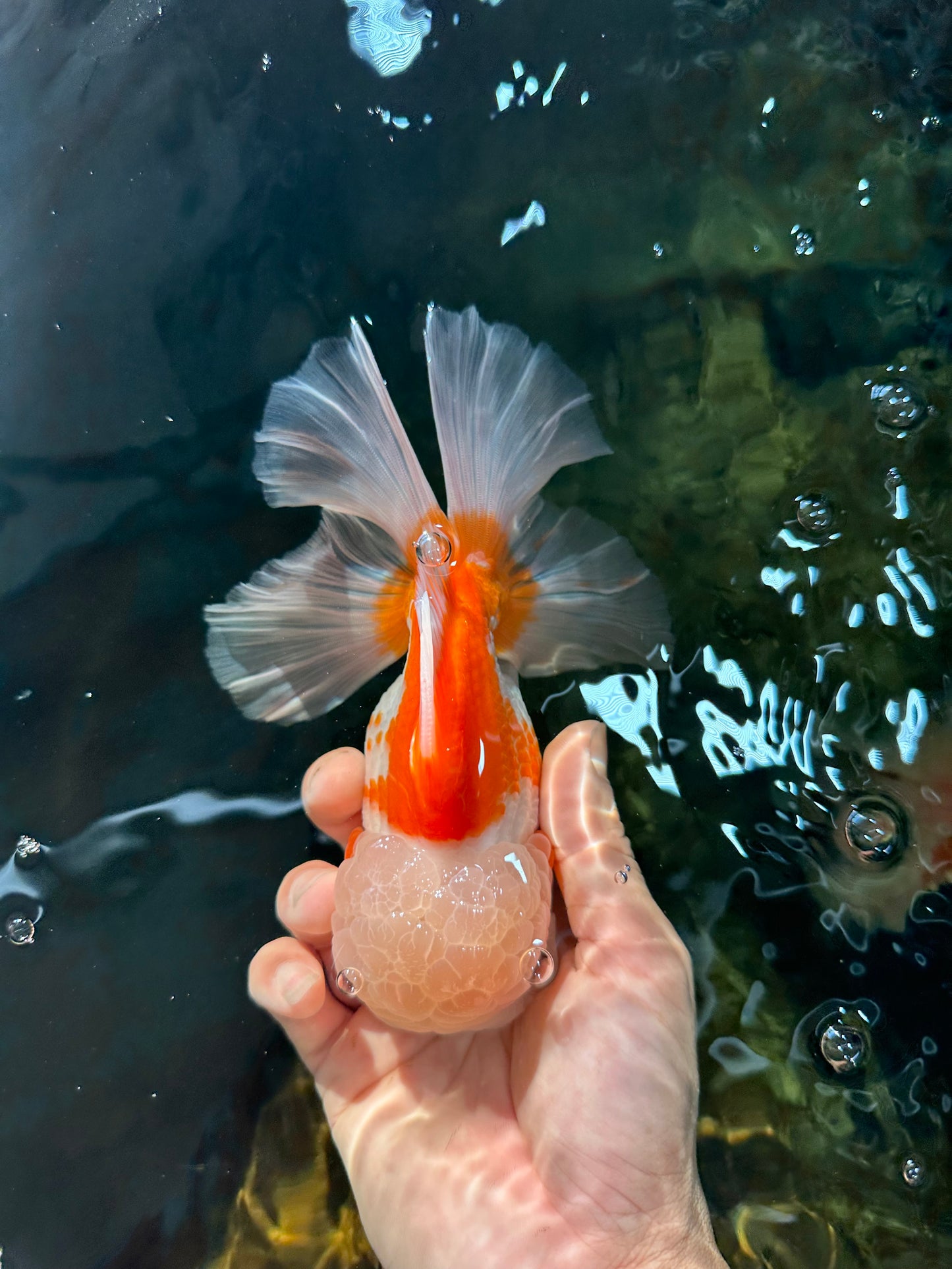 SUPER CUTE AAA Grade Red White Oranda Male 6 inches #082225OR_08