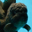 A Grade JUMBO Black Oranda Male 6.5 inches #110725OR_05