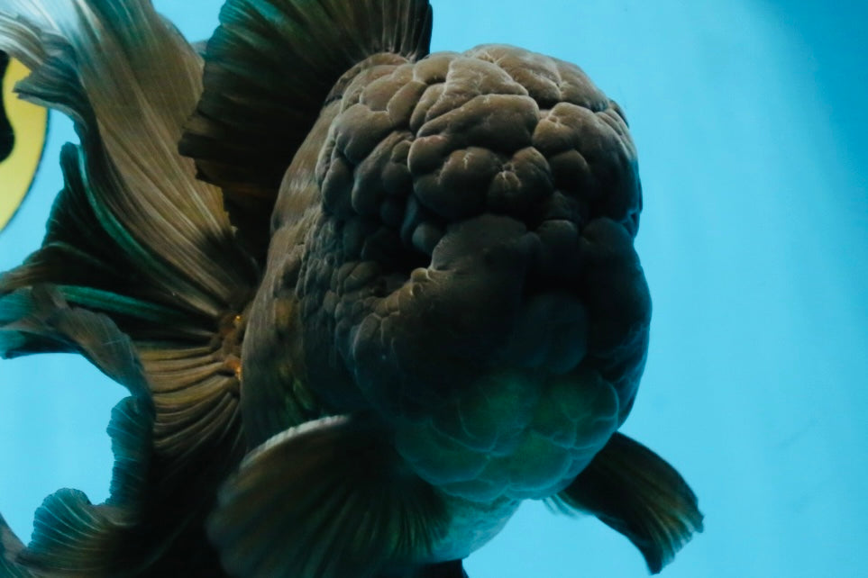 A Grade JUMBO Black Oranda Male 6.5 inches #110725OR_05