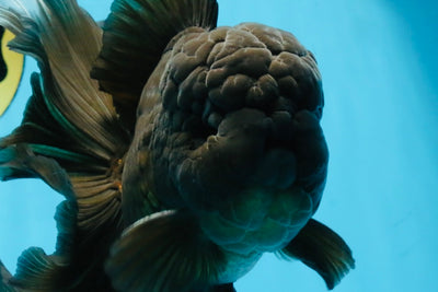 A Grade JUMBO Black Oranda Male 6.5 inches #110725OR_05