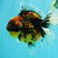 A Grade Tiger Oranda Female 7-7.5 inches #071026OR_04