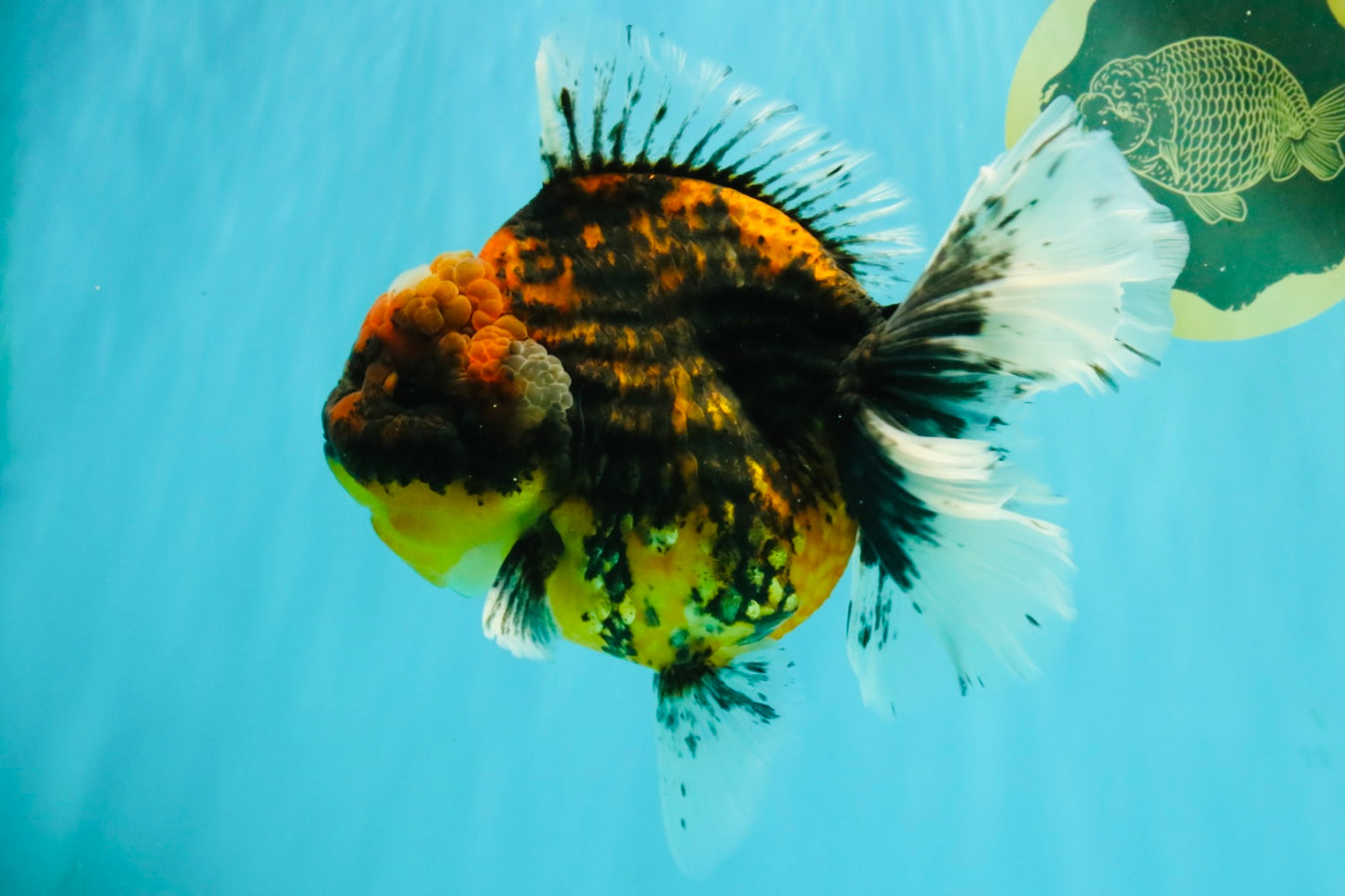 A Grade Tiger Oranda Female 7-7.5 inches #071026OR_04