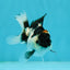 Panda Oranda Male 3-3.5 inches #1004OR_26