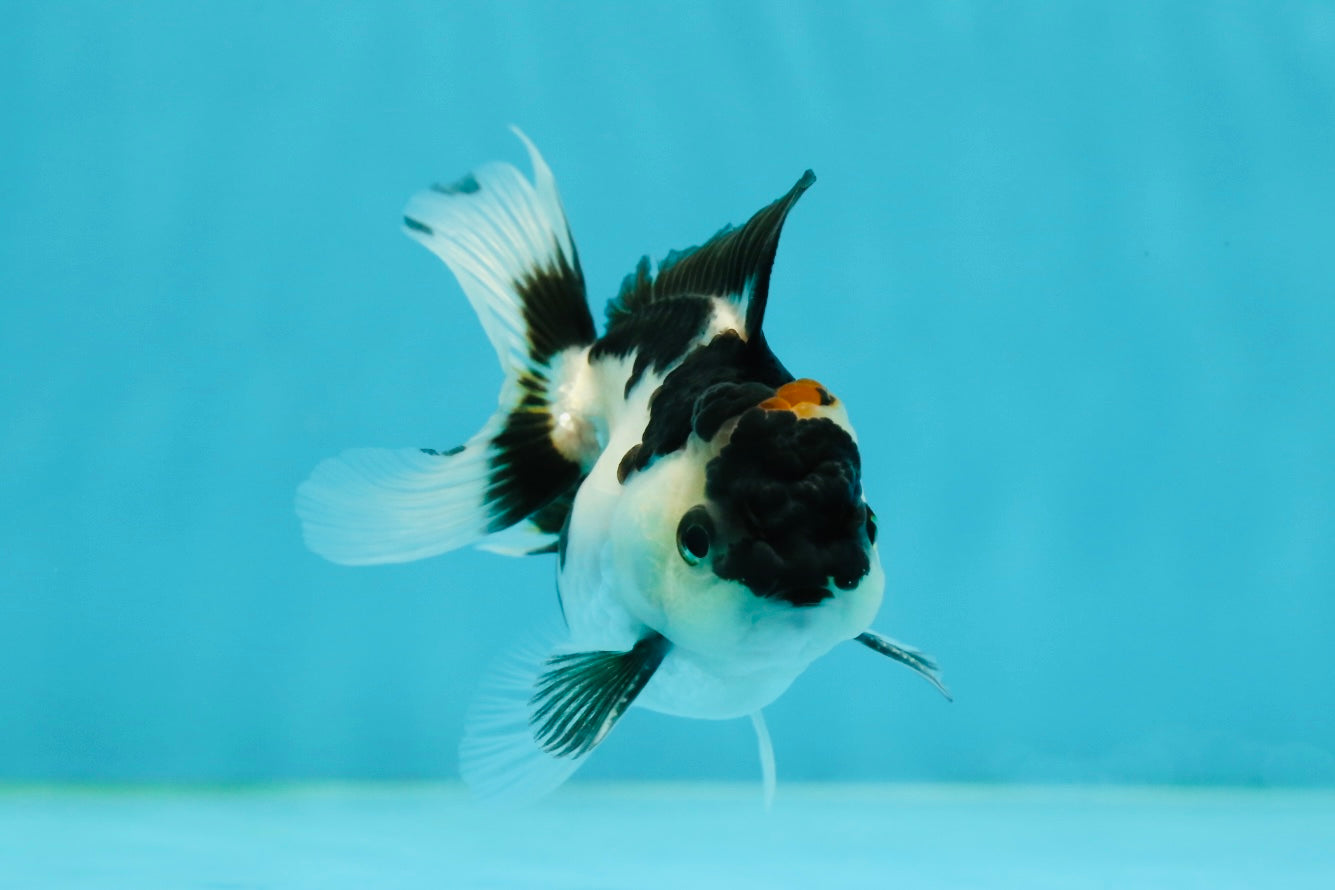 Panda Oranda Male 3-3.5 inches #1004OR_26