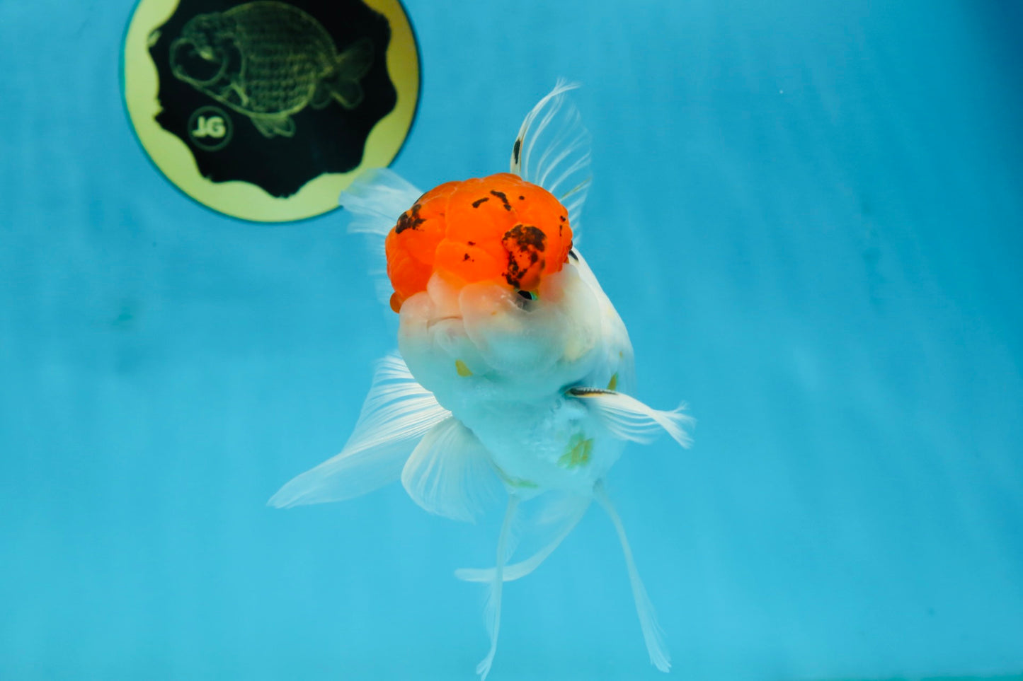 A Grade Tricolor Oranda Male 5.5 inches #062725OR_18