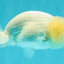 White Lionchu Female 4 inches #051526LC_13