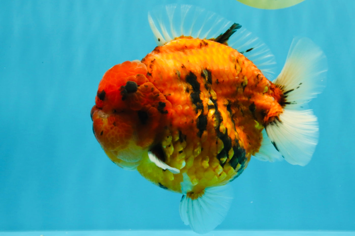 SUPER AAA Grade Godzilla Tiger Yuanbao Male 6.5 inches #022026YB_01