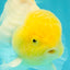 A Grade White Oranda Male 5.5-6 inches #100926OR_18
