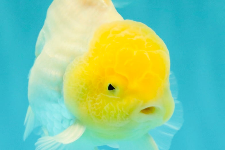 A Grade White Oranda Male 5.5-6 inches #100926OR_18