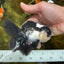 A Grade Young Panda Button Eyes Oranda Male 4.5-5 inches #061325_03