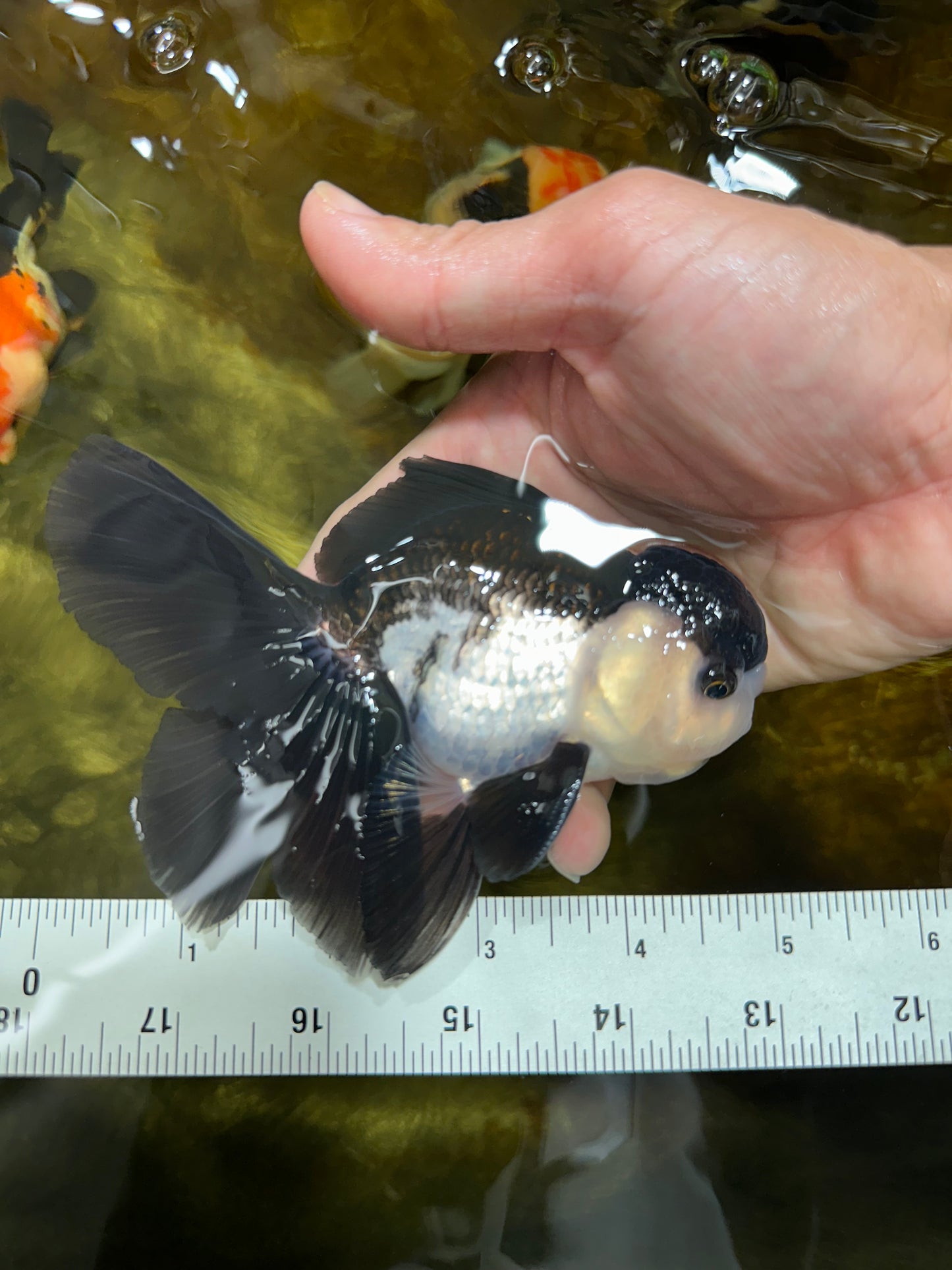 A Grade Young Panda Button Eyes Oranda Male 4.5-5 inches #061325_03