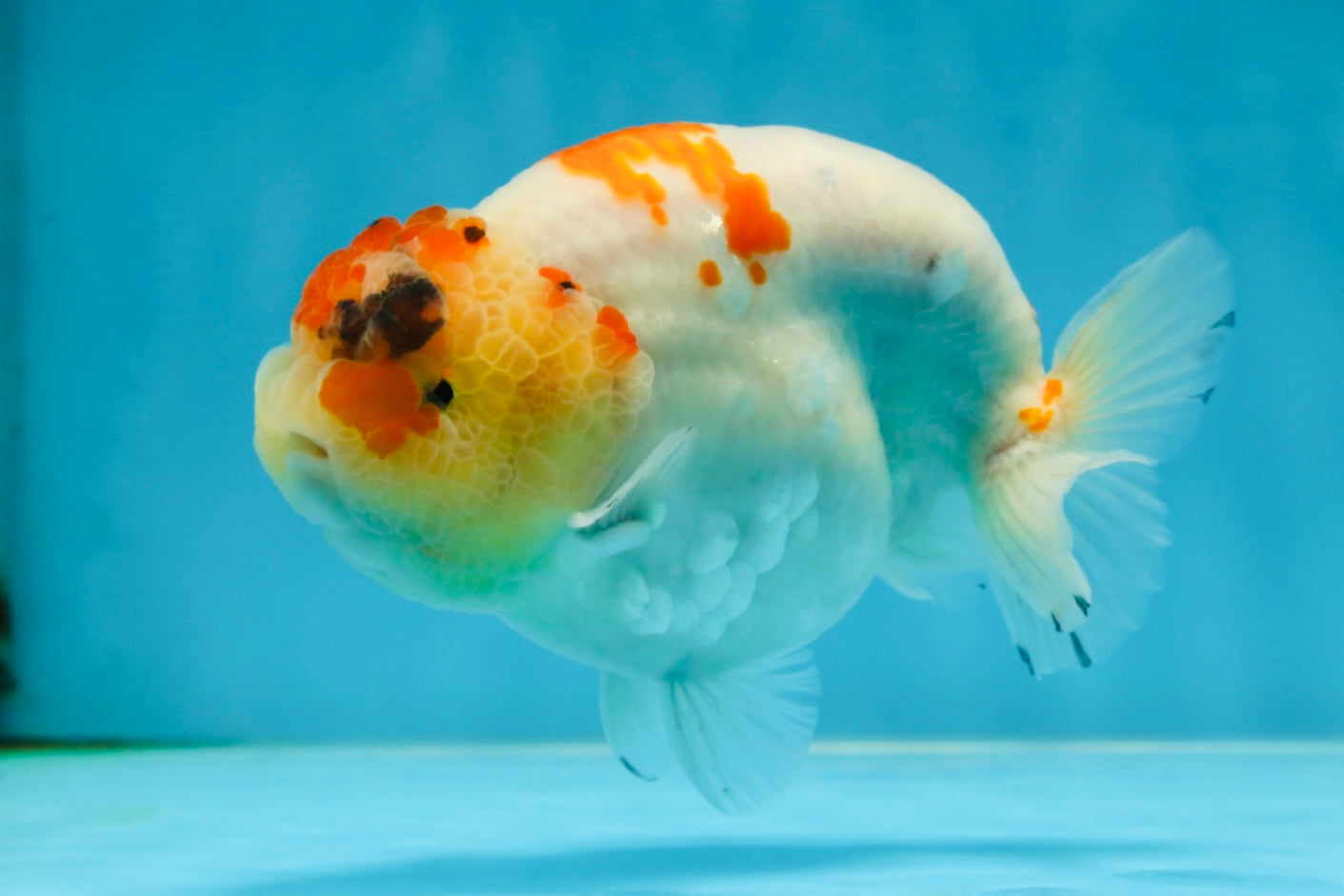 A Grade SPECIAL Kohaku Sakura LionKing 5 inches #051625LC_10