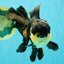 Panda Oranda Male 5.5-6 inches #081426OR_28