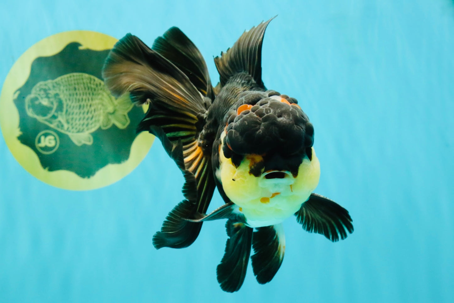 Panda Oranda Male 5.5-6 inches #081426OR_28