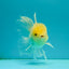 A Grade White Oranda Male 5-5.5 inches #081426OR_12