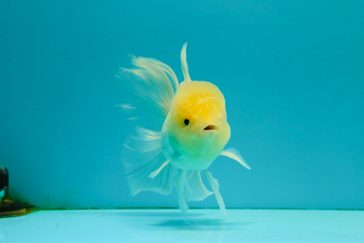 A Grade White Oranda Male 5-5.5 inches #081426OR_12