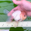 AAA Grade Panda Matte White Pompoms Oranda Male 4.5-5 inches #0503OR_12