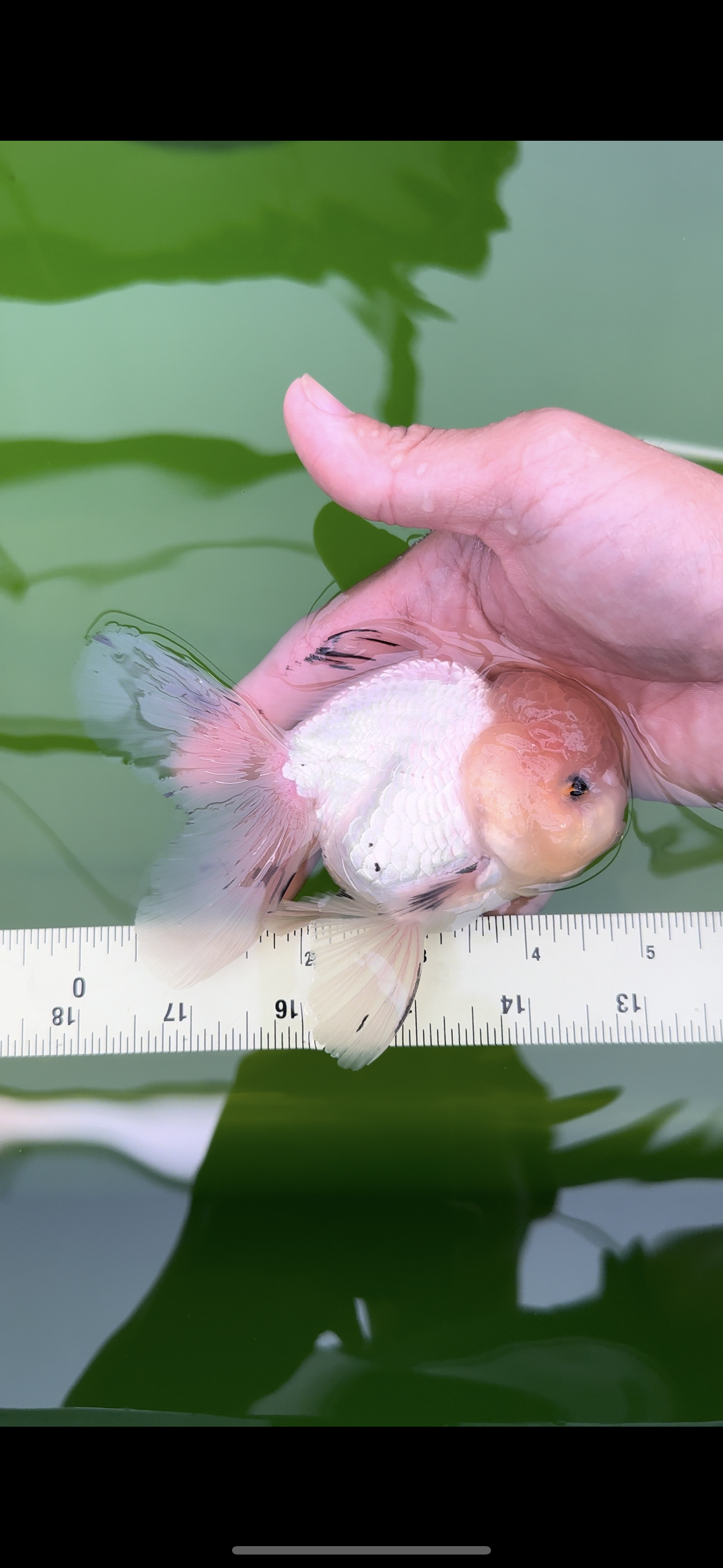 Pompones de panda blanco mate de grado AAA Oranda macho de 4,5 a 5 pulgadas n.º 0503OR_12