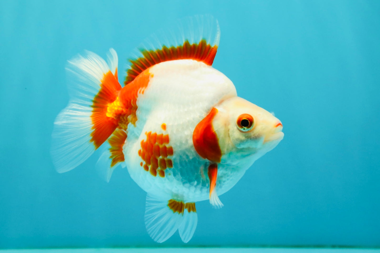 AAA Grade Red White Ryukin Female 4.5 inches #042426RK_02