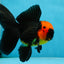 AAA Grade Batman Apache Oranda Male  5 inches #053025OR_16