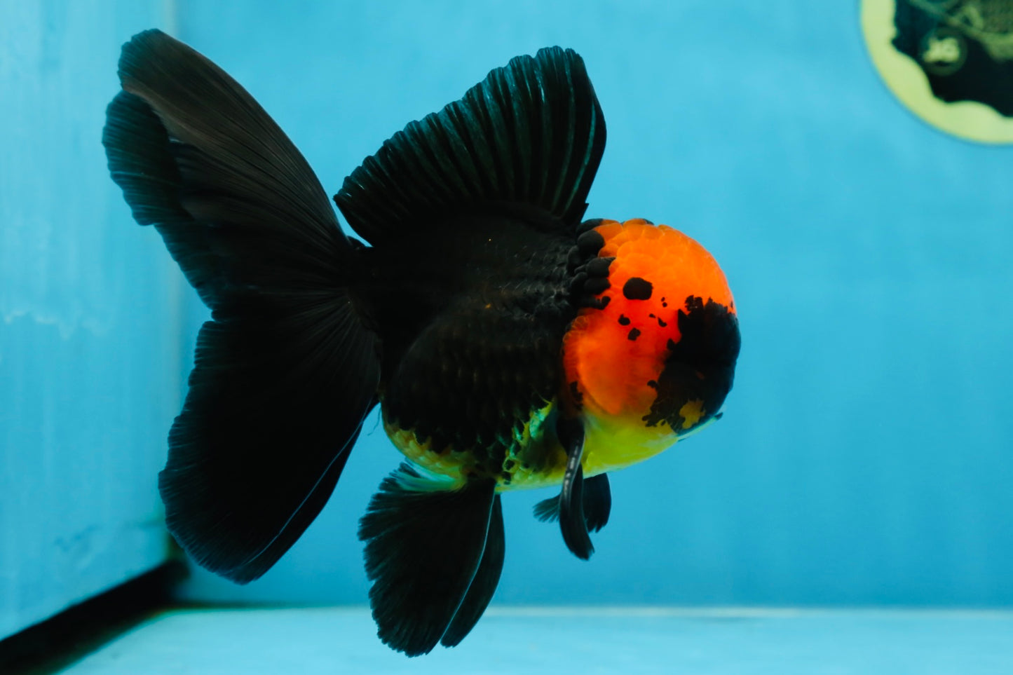 AAA Grade Batman Apache Oranda Male  5 inches #053025OR_16