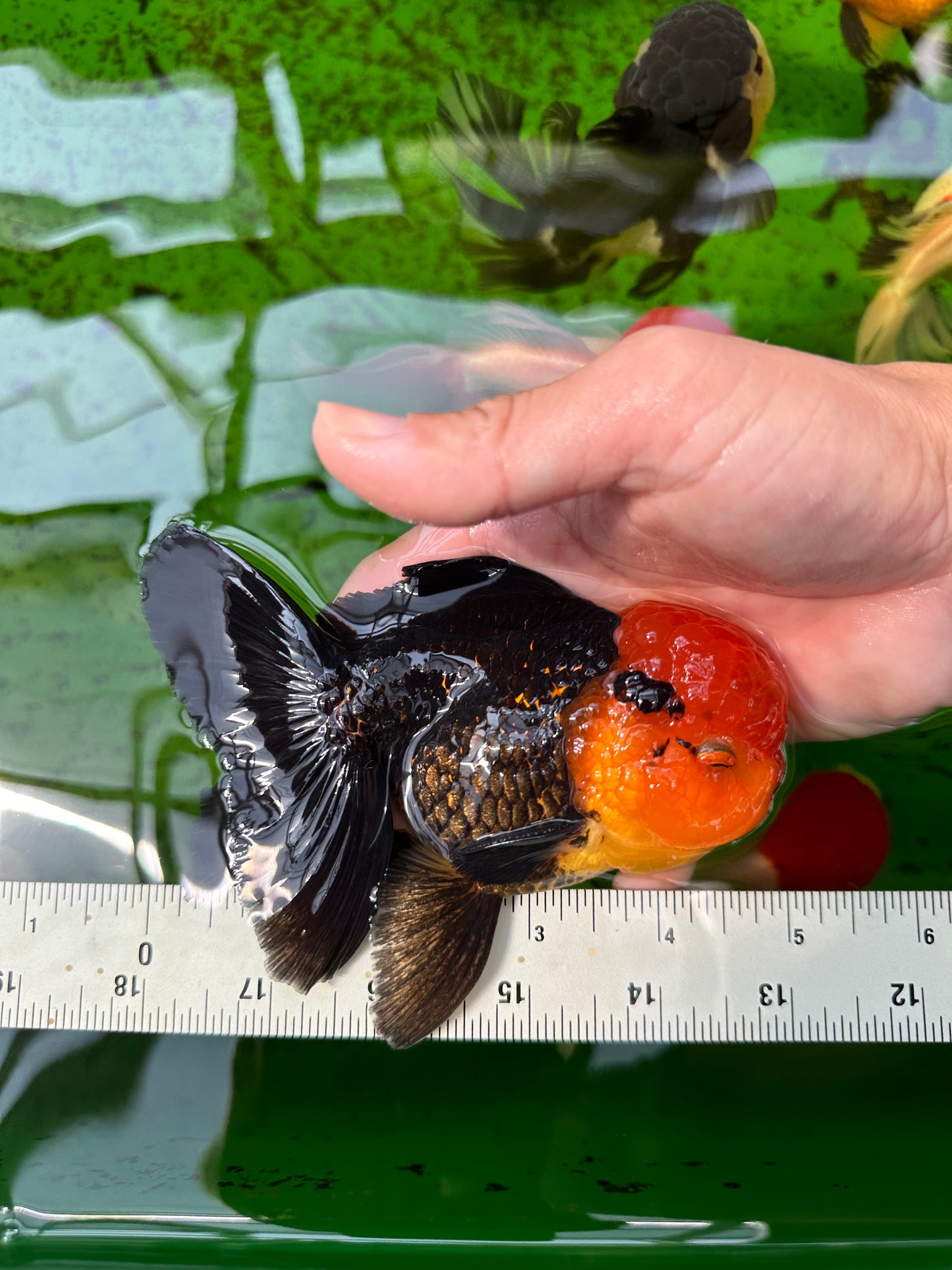 AAA Grade Red Head Tricolor Oranda Male 5 inches #0913OR_03