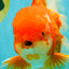 JUMBO AAA Grade Red White Oranda Male 8.5 inches #071726OR_01