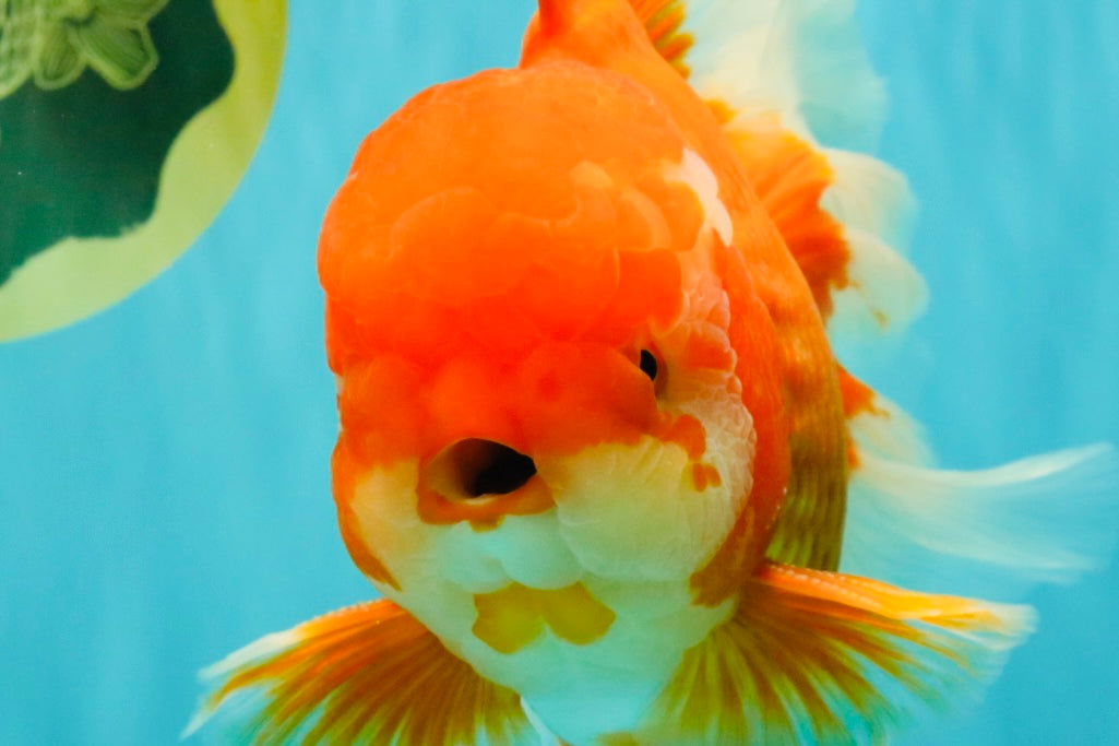 JUMBO AAA Grade Red White Oranda Male 8.5 inches #071726OR_01