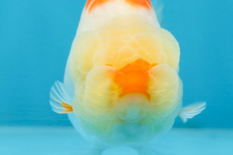 AAA Grade Red White Shark LionQueen 4 inches #101725LC_01