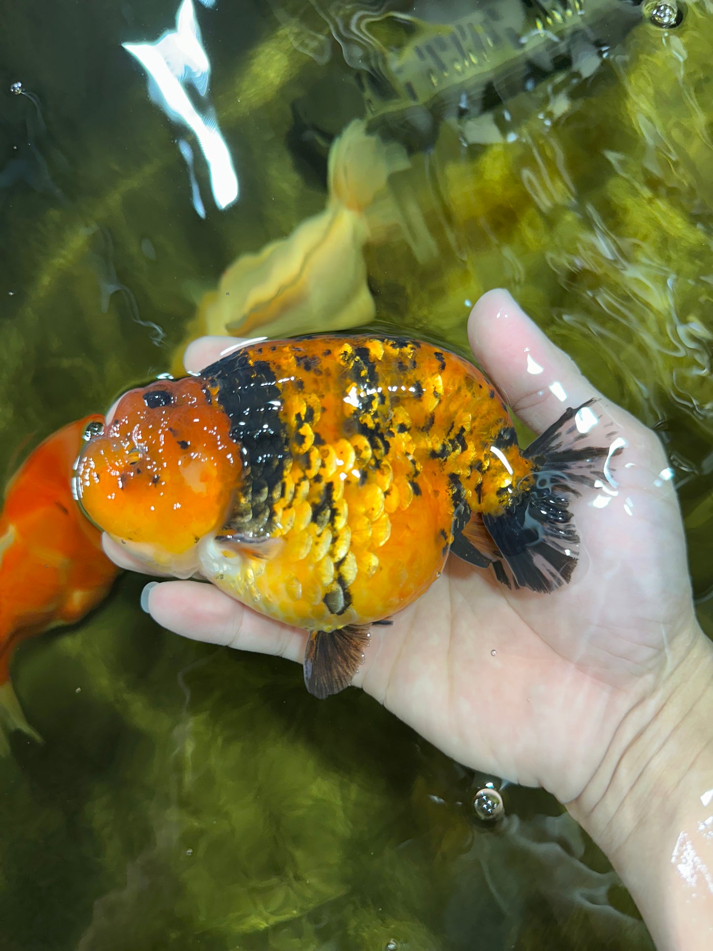 AAA Grade Tiger LionKing 5-5.5 inches #050925LC_05