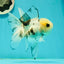 Butterfly Tail High Dorsal Fin Tricolor Oranda Female 5 inches #1018OR_19