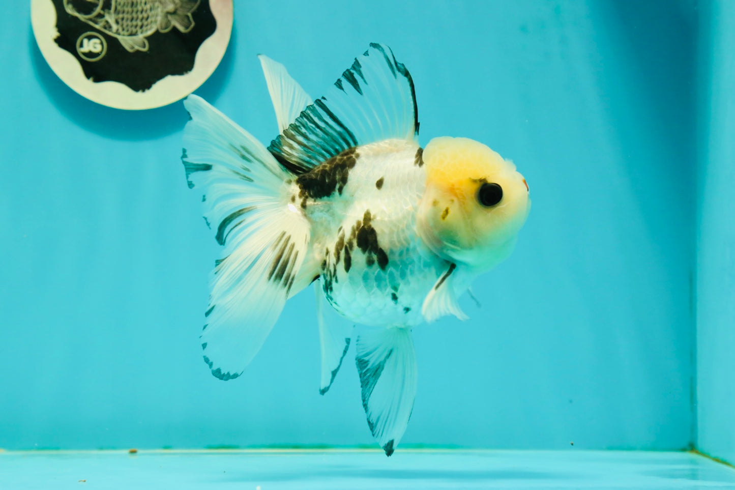 Butterfly Tail High Dorsal Fin Tricolor Oranda Female 5 inches #1018OR_19