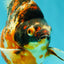 AAA Grade Special Indonesia Calico Ryukin Male 6-6.5 inches #100226RK_01