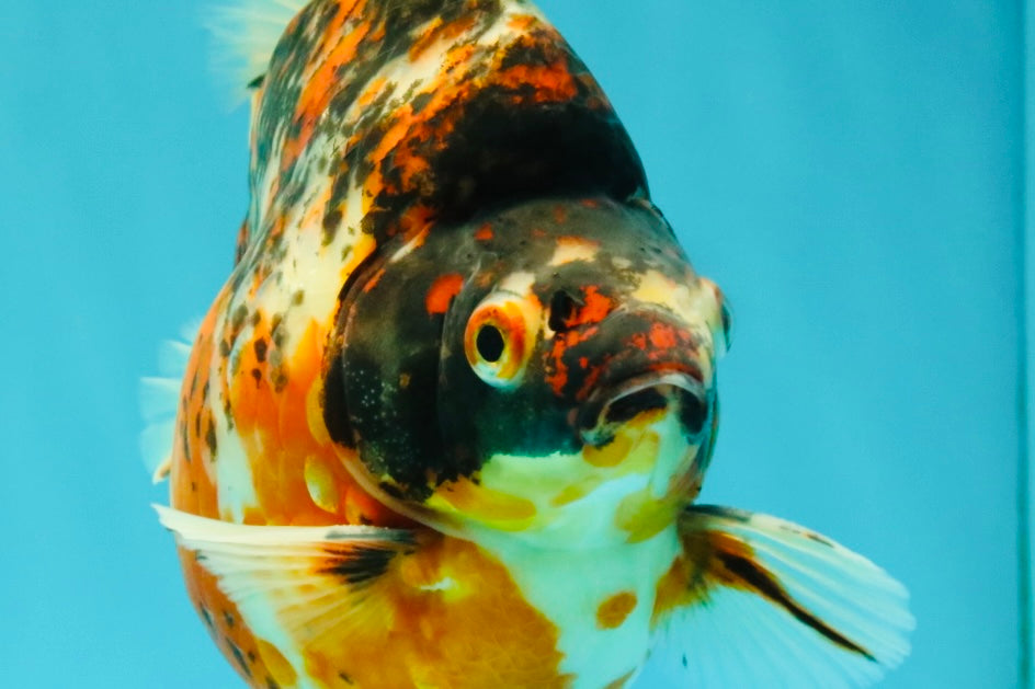 AAA Grade Special Indonesia Calico Ryukin Male 6-6.5 inches #100226RK_01