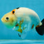 RARE Cow Chinese Ranchu Male 5-5.5 inches #120525RC_04