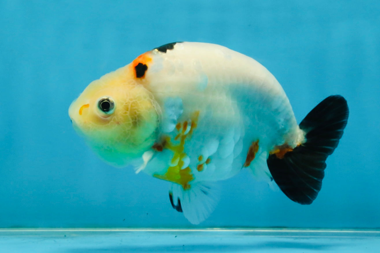 RARE Cow Chinese Ranchu Male 5-5.5 inches #120525RC_04