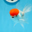 AAA Grade Red Cap Oranda Male 4.5 inches #0830OR_14