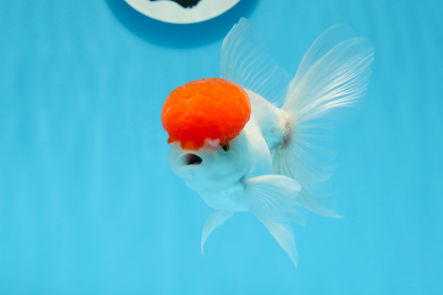 AAA Grade Red Cap Oranda Male 4.5 inches #0830OR_14