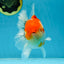 AAA Grade Godzilla Sakura Button Eyes Oranda Male 5-5.5 inches #052325_10