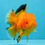 A Grade Orange Juice Oranda Male 5.5-6 inches #040326OR_17