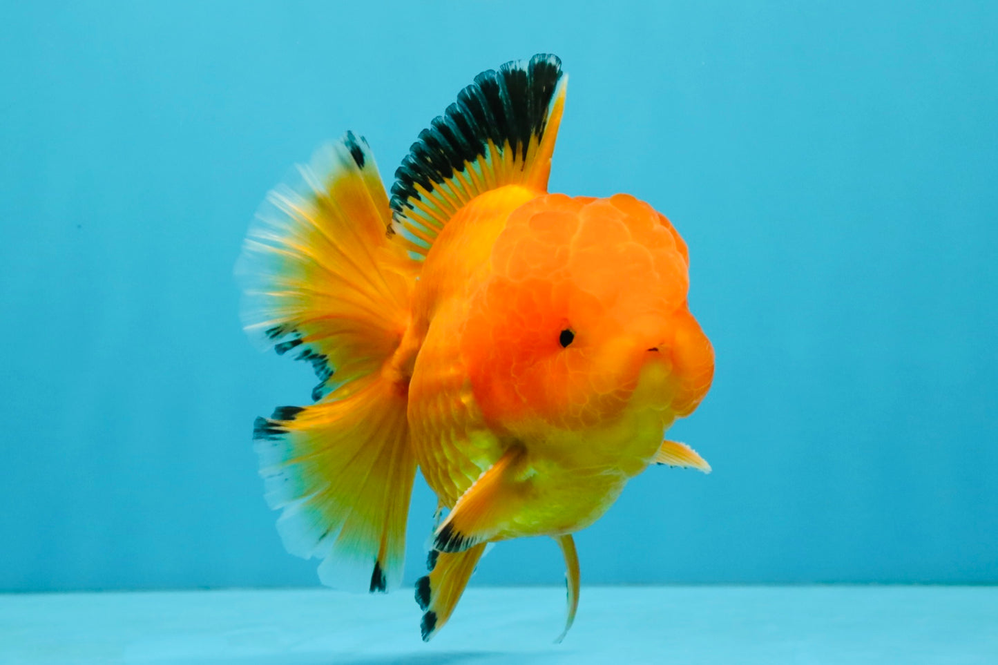 A Grade Orange Juice Oranda Male 5.5-6 inches #040326OR_17