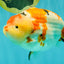 AAA Grade Super Special Sanke Kohaku Sakura Ranchu Female 6-6.5 inches #100226RC_25