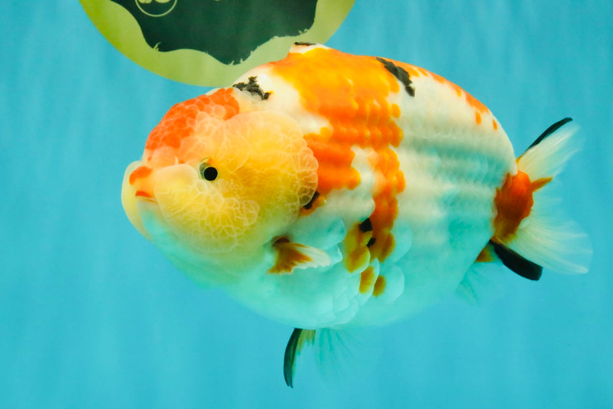 AAA Grade Super Special Sanke Kohaku Sakura Ranchu Female 6-6.5 inches #100226RC_25
